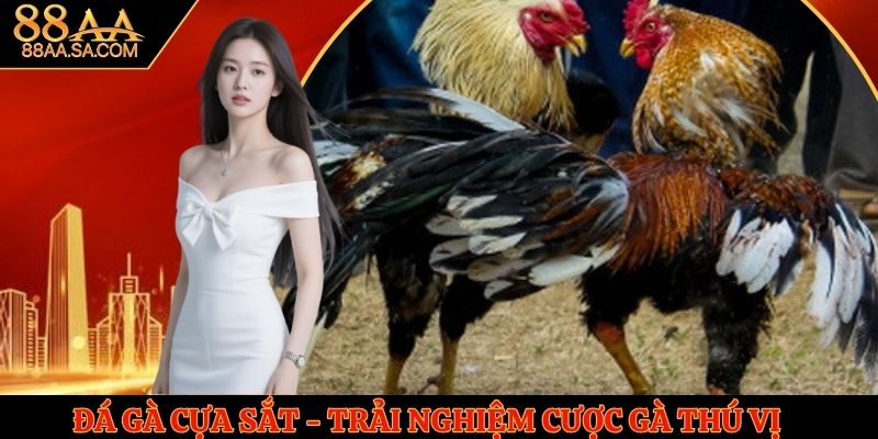 Đá Gà Cựa Sắt - Trải Nghiệm Cược Gà Thú Vị Cho Người Mới