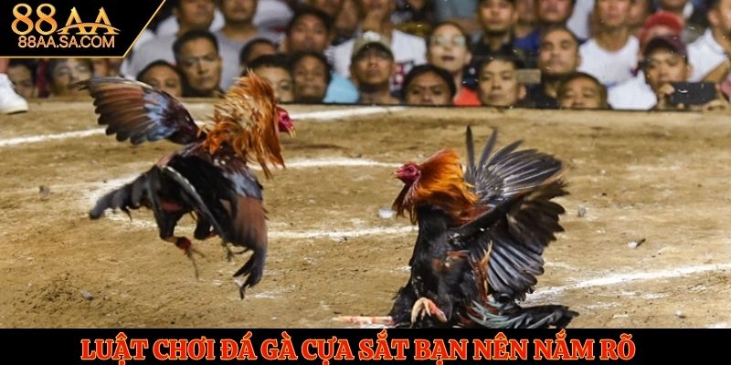 Luật chơi đá gà cựa sắt bạn nên nắm rõ