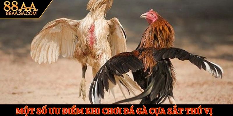 Một số ưu điểm khi chơi đá gà cựa sắt thú vị