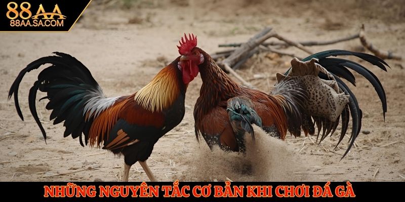 Nguyên tắc cơ bản khi tham gia đá gà Peru