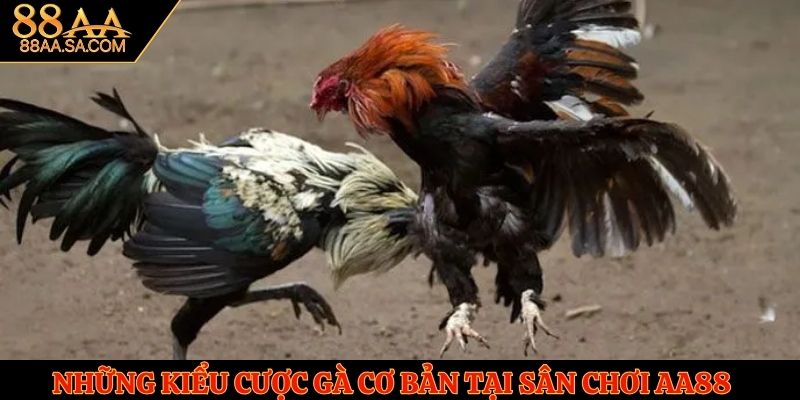 Những kiểu cược gà cơ bản tại sân chơi AA88