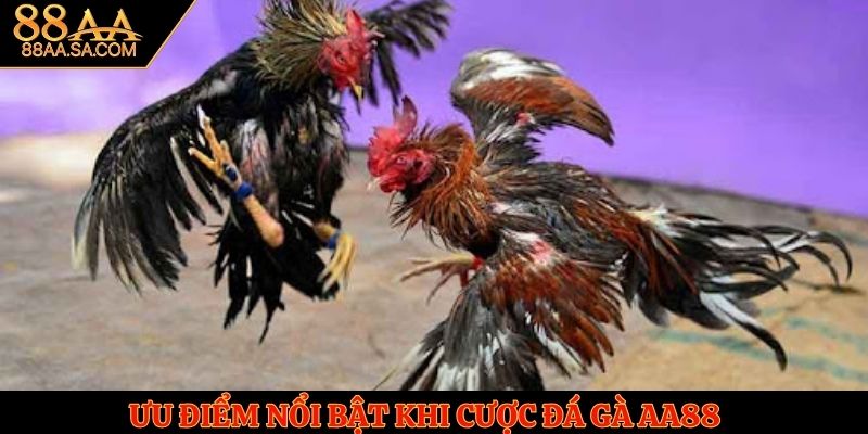 Ưu điểm nổi bật khi cược đá gà AA88